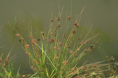 Juncus decipiens