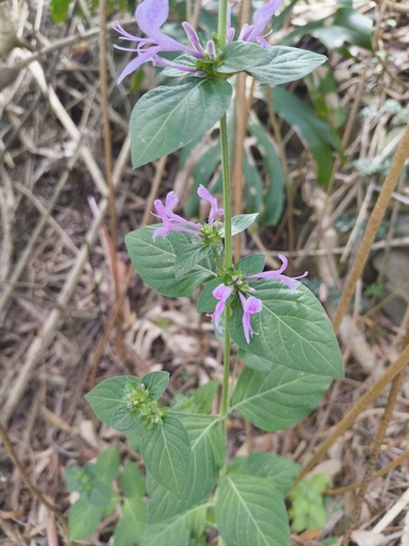ribbon plant (Hypoestes aristata)