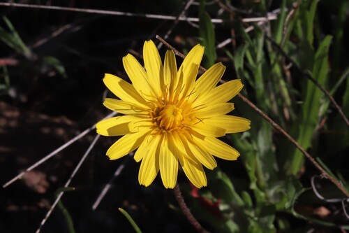 Annual Agoseris (Agoseris heterophylla)
