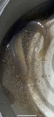 Spotted Worm Goby photo 2