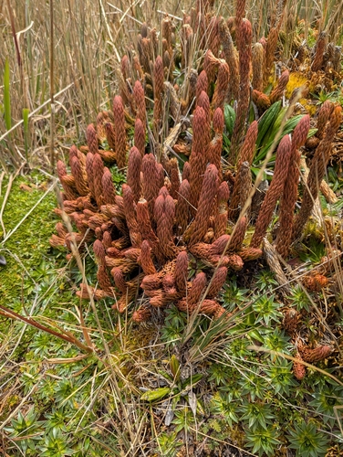 Thick Firmoss (Phlegmariurus crassus)