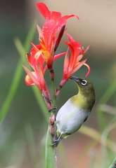 Zosterops ceylonensis