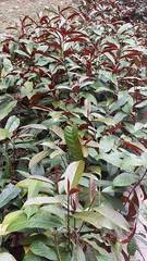 Excoecaria cochinchinensis