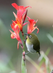 Zosterops ceylonensis