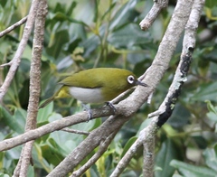 Zosterops ceylonensis