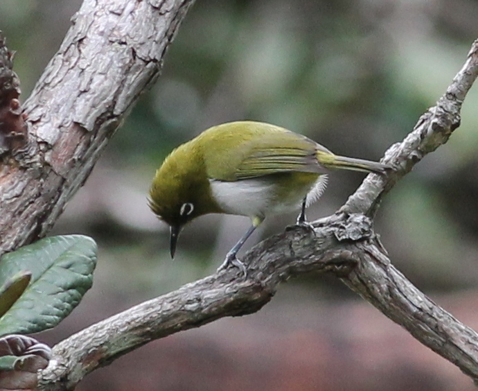 Sri Lanka White-Eye