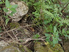 Erythrodiplax umbrata