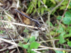 Erythrodiplax umbrata