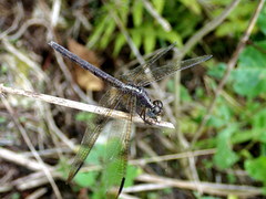 Erythrodiplax umbrata