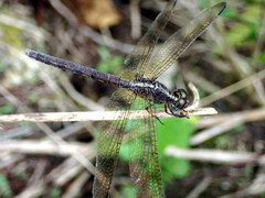 Erythrodiplax umbrata