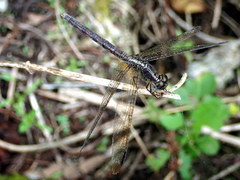 Erythrodiplax umbrata