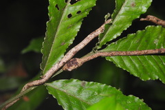 Aplopeltura boa