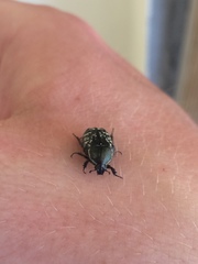 Euphoria sepulcralis