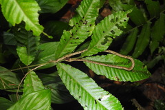 Aplopeltura boa