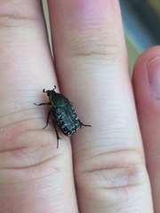 Euphoria sepulcralis