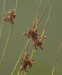 Juncus decipiens