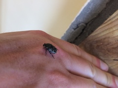 Euphoria sepulcralis