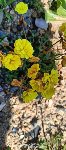 Doubled Goatfoot Sorrel
