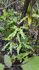 Lygodium articulatum