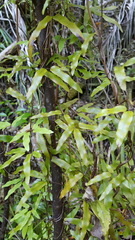 Lygodium articulatum