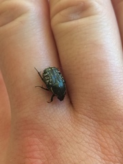 Euphoria sepulcralis