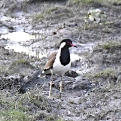 Vanellus indicus