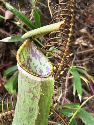 Nepenthes albomarginata