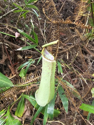Nepenthes albomarginata