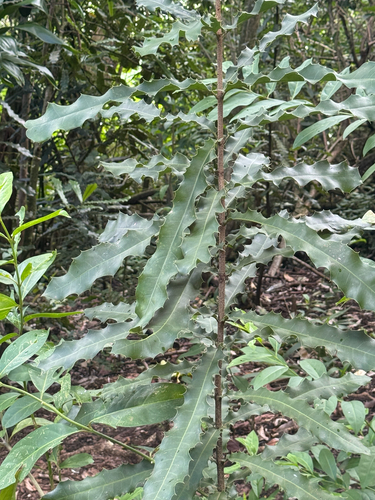 Macadamia tetraphylla observed 2026-04-05