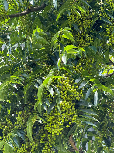 Toona ciliata observed 2026-04-05