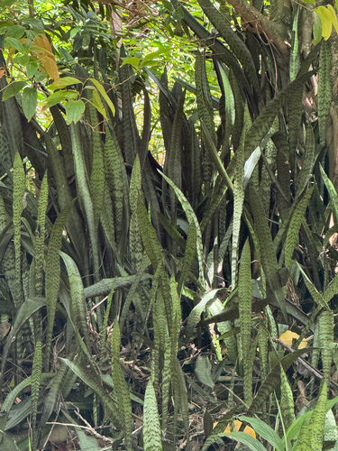 Dracaena trifasciata observed 2026-04-05