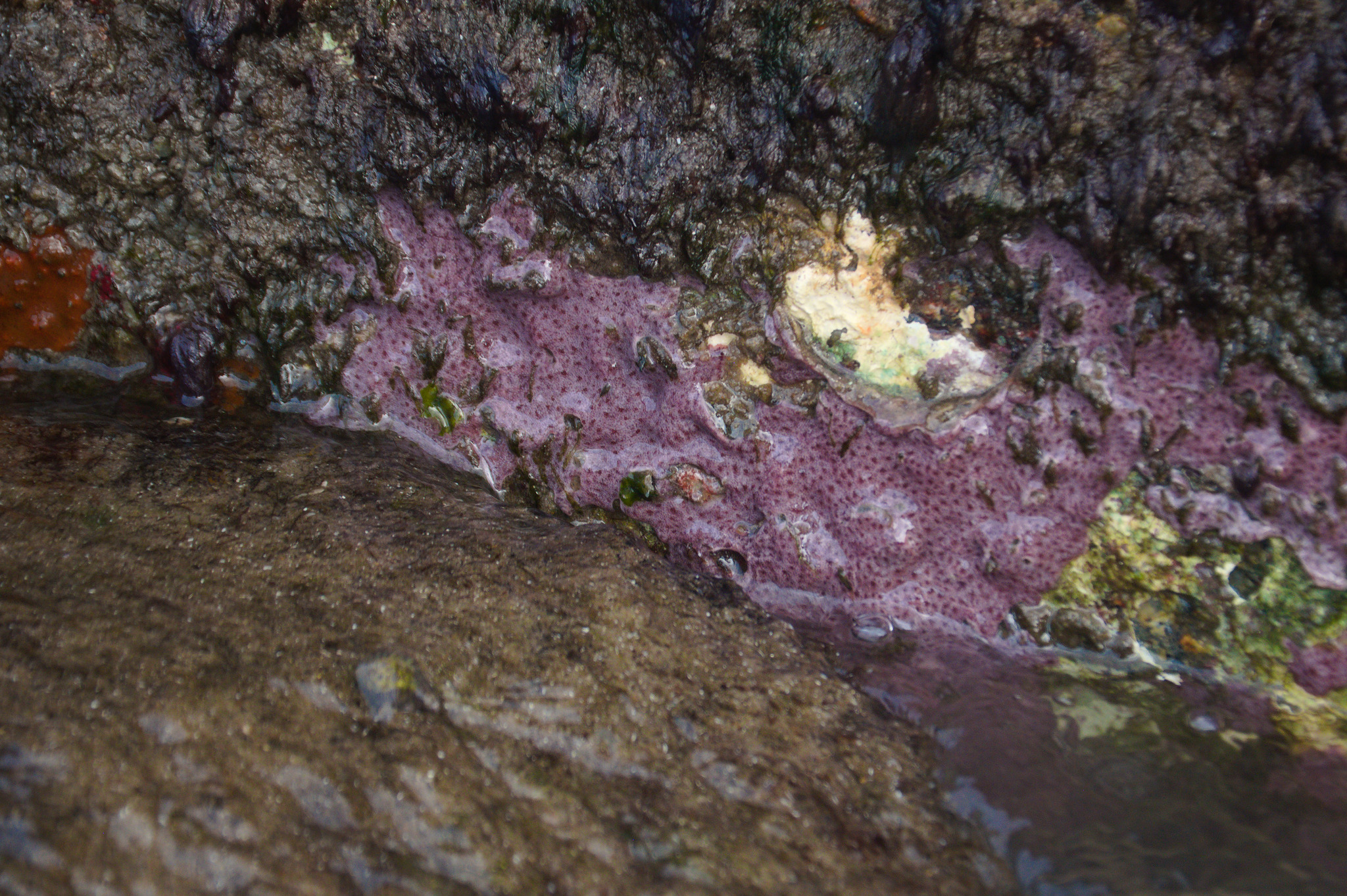 Polysyncraton amethysteum Van Name, 1902