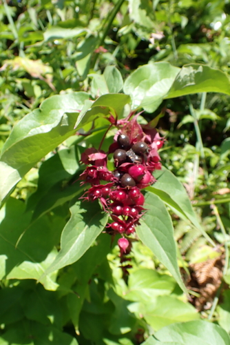 Himalayan honeysuckle (Leycesteria formosa)