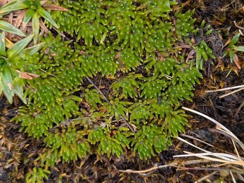 Werneria humilis, photograph 2