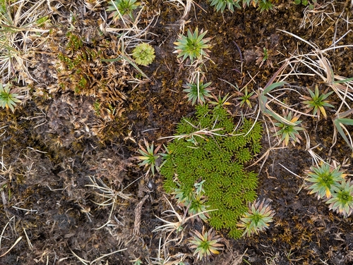 Werneria humilis, photograph 3