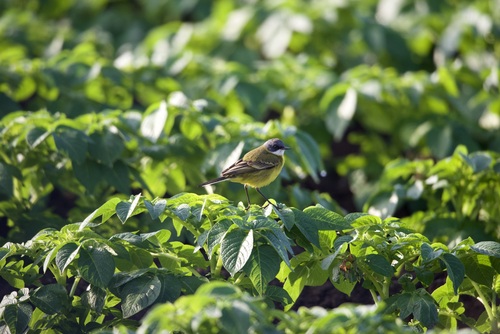 Egyptian Yellow Wagtail