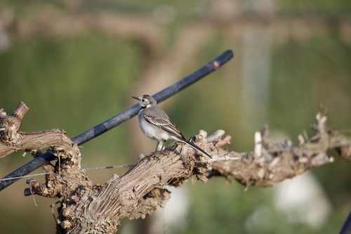 White Wagtail