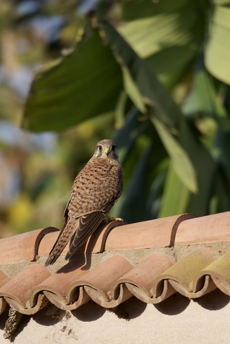 Eurasian Kestrel