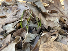 Allium