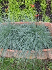 Festuca glauca