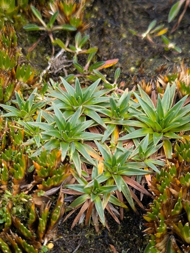 water mattress (Plantago rigida)