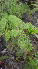 Gleichenia ×punctulata