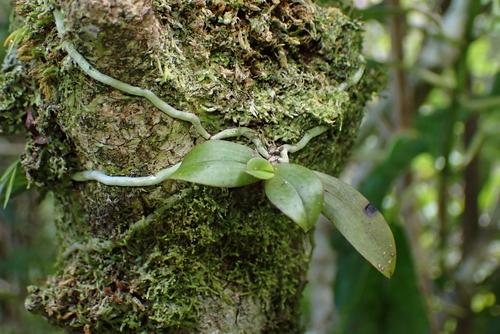 Fleshy Tree Orchid (Drymoanthus adversus)