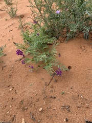 Astragalus wootonii