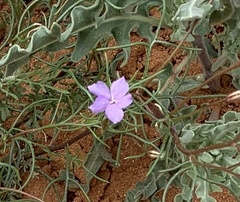 Ipomopsis longiflora