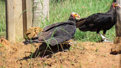 Lesser Yellow-headed Vulture