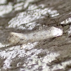 Elachistidae