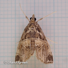 Glaphyriinae