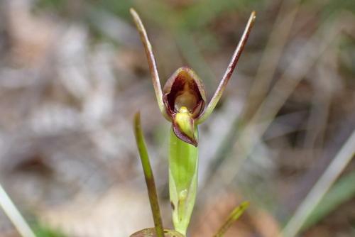 New Zealand Horned Orchid (Orthoceras novae)