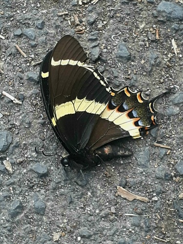 Magnificent Swallowtail